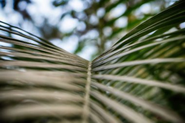 Masaüstü ve mobil cilt için doku arkaplanı bırakır. Dallı palmiye. Yapraklar ve hurma dalları. Tropik yaprak arka planı. Yeşil yapraklar, tropik yapraklar..