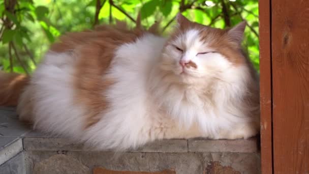 En cámara lenta. Un hermoso gato lindo está acostado en un alféizar de ventana de madera. en un espacio abierto.Lindo gatito disfruta de su vida a la sombra del techo — Vídeo de stock