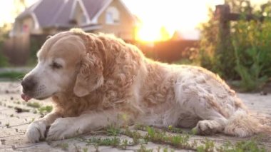 Labrador Retriever, açık bir alanda yatıyor. Bir yumru kemiriyor. Popüler köpekler yaz tatillerinde ürerler.