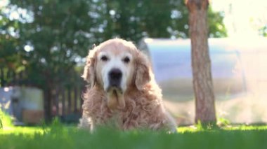 Bir Labrador av köpeğinin yeşil bir çimenlikte yatıp hayatın tadını çıkarırken ki yavaş çekim görüntüsü. Kalkıyor ve doğruca kameraya gidiyor. Popüler köpek cinsi