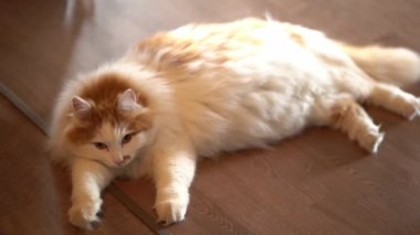 Güzel, şirin bir kedi evin içindeki ahşap bir merdivende uyuyor. Sevimli bir kedi güneş ışınlarının altında hayatının tadını çıkarıyor..