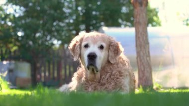 Bir Labrador av köpeğinin yeşil bir çimenlikte yatıp hayatın tadını çıkarırken ki yavaş çekim görüntüsü. Kalkıyor ve doğruca kameraya gidiyor. Popüler köpek cinsi
