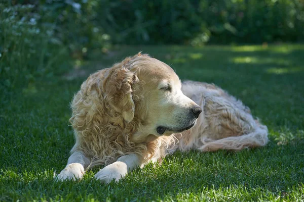 Saf kıvırcık saçlı bir Labrador Retriever köpeği düz bir çimenlikte yatıyor. — Stok fotoğraf