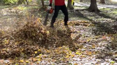 Ağır çekim. Parktaki yaprakları toplarken hava üfleyicisiyle çalışan bir adam. Yapraklar güneşli bir günde çimlere yükselir ve düşer. Yüksek kaliteli FullHD görüntüler