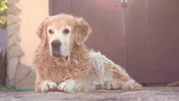 Um Labrador retriever, deitado no alpendre e segurando um pedaço na boca, olha diretamente para a câmera. Raças de cães populares em férias de verão — Vídeo de Stock