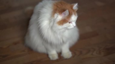 Ağır çekim. Güzel sevimli bir kedi evin içindeki ahşap bir merdivende oturuyor. Gözlerini kapatıp arkasını dönüyor.