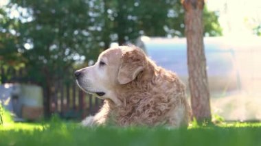 Bir Labrador av köpeğinin yeşil çimlerde yatıp hayatın tadını çıkarırken ki yavaş çekim görüntüsü. Popüler köpek cinsi