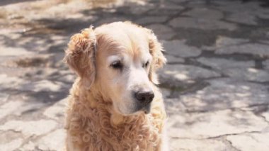 Bir Labrador av köpeği taştan bir yüzeye oturur ve uzaklığa bakar. Popüler köpekler yaz tatillerinde ürerler.