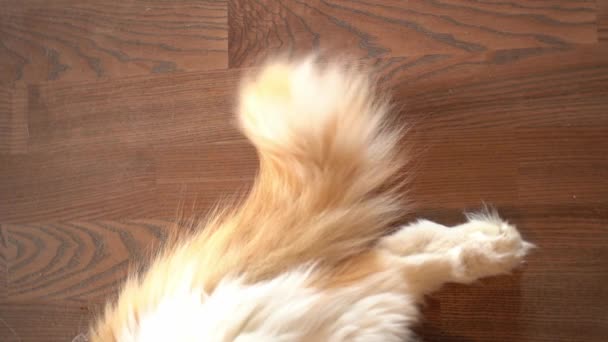 Langzame beweging. Een rode pluizige kat ligt op de grond en kwispelt met zijn staart. Selectieve focus op de kattenstaart en een deel van het kattenlichaam. — Stockvideo