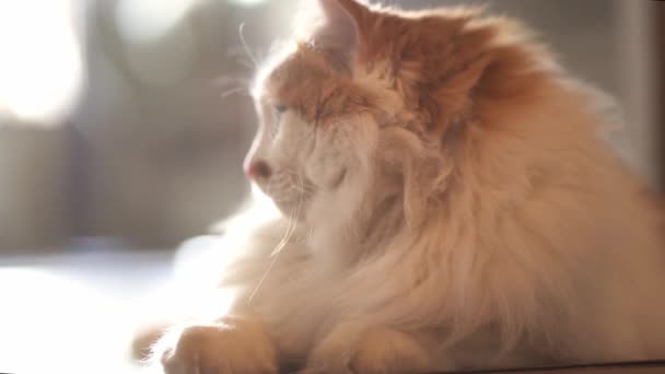 Piękny kot kłamie i obraca głową w różnych kierunkach na drewnianych schodach wewnątrz domu.Cute kotek cieszy się życiem pod słońcem. — Wideo stockowe