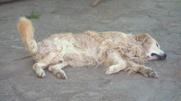 래브라도 리트리버 가아스팔트에서 잠을 자고 꼬리를 흔들며 삶을 즐긴다. 여름휴가 때 인기있는 개 품종 — 비디오
