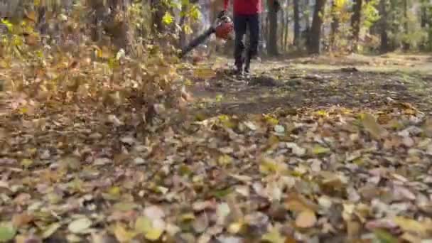 Человек, работающий с воздуходувом во время уборки листьев в парке. Листья поднимаются и падают на лужайку в солнечный день — стоковое видео