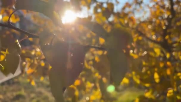 Primer plano de hojas amarillas de abedul de otoño. Los rayos del sol atraviesan el follaje, balanceándose en el viento ligero — Vídeo de stock