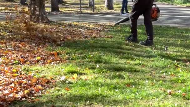 スローモーション。公園で葉を収穫しながら送風機で働く男。葉は立ち上がり、晴れた日に芝生に落ちます。 — ストック動画