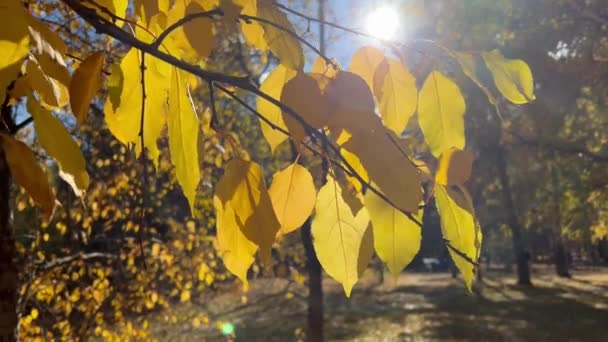 Primer plano de hojas amarillas de abedul de otoño. Los rayos del sol atraviesan el follaje, balanceándose en el viento ligero — Vídeo de stock