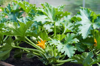 Serada büyük sarı bir kabak çiçeği var. Bir serada kabak çalısı üzerinde yetişen bir çiçek..