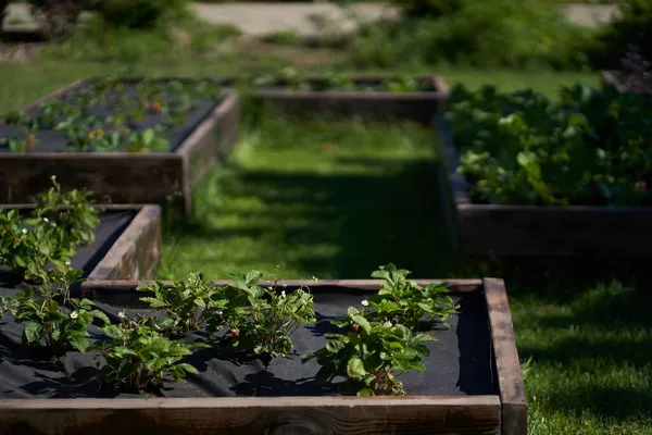 딸기가 들어 있는 침대는 검은 천으로 덮여 있습니다. 딸기를 재배하는 현대 방법 — 스톡 사진