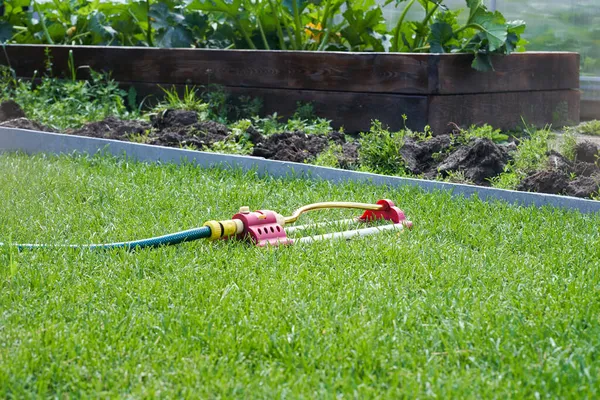 Een groot groen blad courgette in de tuin. Zucchini die groeien in de volle grond. Er is een slang voor het besproeien van planten op het gazon — Stockfoto