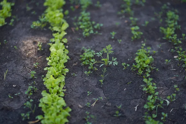 Groeiende groene bladsla op een tuinbed in de tuin. Groene sla bladeren op de bedden in de tuin. Achtergrond voor tuinieren met groene saladeplanten in de volle grond. — Stockfoto
