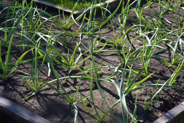 Genç soğanlı yataklar, taze soğanlı sıralar, toprakta yeşil soğanlar.