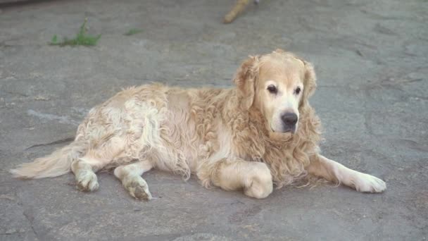 A slow-motion shot of a Labrador retriever lying on the asphalt and enjoying life, wagging its tail. Popular dog breeds on summer holidays — Stock Video