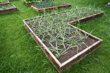 Yatakların genel planı taze soğanlı, sıra sıra taze soğanlı, toprakta yeşil soğanlı.