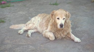 Bir Labrador av köpeğinin taş yüzeyde yatıp kuyruğunu sallamasının yavaş çekim görüntüsü. Popüler köpekler yaz tatillerinde ürerler.
