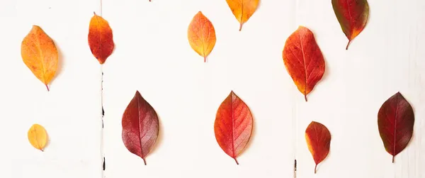 Bannière composition automnale des feuilles sur fond blanc. Surface plane vue du dessus Photo De Stock