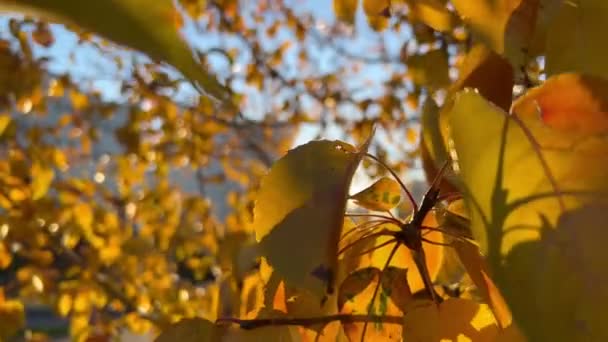 Primer plano de hojas amarillas de abedul de otoño. Los rayos del sol atraviesan el follaje, balanceándose en el viento ligero — Vídeo de stock