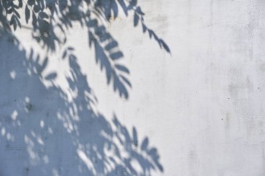 Işık duvarındaki yaprakların gri gölgesi. Doğa kavramının soyut nötr arka planı. Metin için boşluk.