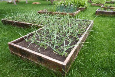 Yatakların genel planı taze soğanlı, sıra sıra taze soğanlı, toprakta yeşil soğanlı.