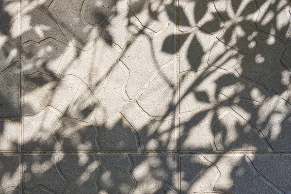 Une ombre grise de feuilles sur un mur irrégulier clair. Résumé arrière-plan neutre du concept de la nature. Espace pour le texte. — Photo