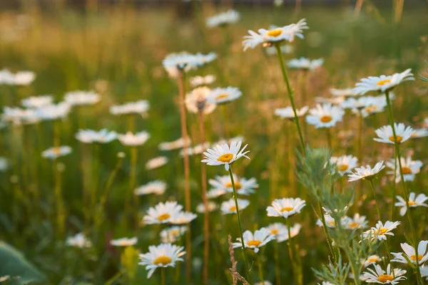 Prachtig veld, weidekamille bloemen, natuurlijk landschap. Een luchtig artistiek beeld.Ruimte om te kopiëren. — Stockfoto
