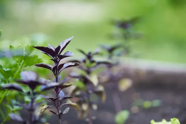 Close-up van paarse en groene basilicum groeien op een bloembed in de tuin, bovenaanzicht. Basilicum bladeren. De geurige kruiden groeien in een tuinbed. Jonge, vers geteelde basilicum in de zon. — Stockfoto