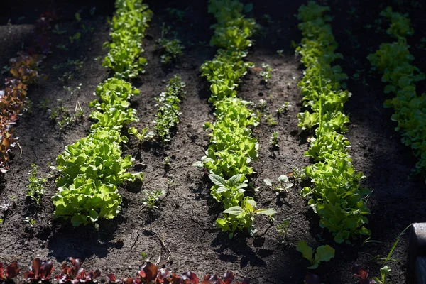 Groeiende groene bladsla op een tuinbed in de tuin. Groene sla bladeren op de bedden in de tuin. Achtergrond voor tuinieren met groene saladeplanten in de volle grond. — Stockfoto