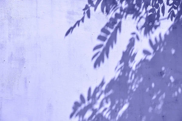 Блэкберри на лиловом фоне, избирательный фокус. — стоковое фото