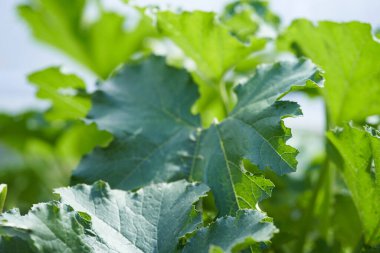 Serada büyük yeşil bir kabak yaprağı. Bir serada kabak çalısı üzerinde yetişen bir yaprak..