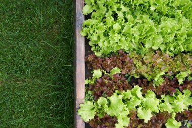 Üst görüntü. Boşluğu kopyala. Bahçenin yan tarafında bir yer. Bahçe yatağında yeşillik ve kırmızı marul yetiştiriyor. Bahçe işleri için arka planda yeşil ve kırmızı salata bitkileri açık zeminde.