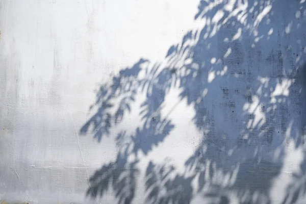 光の壁に葉の灰色の影.抽象自然概念の中立的背景。テキストのスペース. — ストック写真