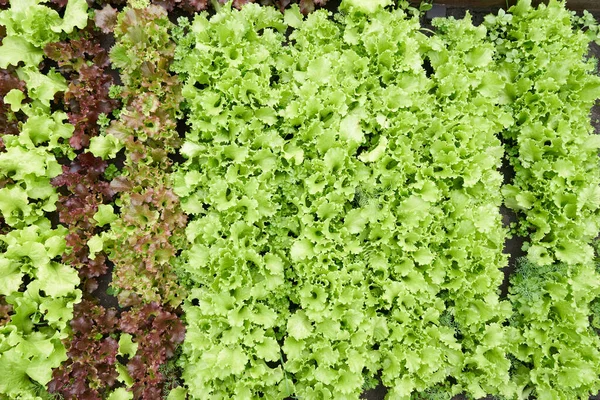 Högst upp. Odlar grön och röd bladsallad i en trädgårdssäng. Bakgrund för trädgårdsskötsel med salladsväxter i öppen mark. — Stockfoto