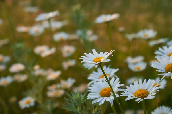 Prachtig veld, weidekamille bloemen, natuurlijk landschap. Een luchtig artistiek beeld.Ruimte om te kopiëren. — Stockfoto