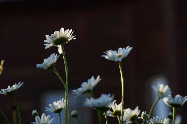 Close-up van weidekamillebloemen, tegen de achtergrond van een donkerbruin houten huis. Een luchtig artistiek beeld.Ruimte om te kopiëren. — Stockfoto