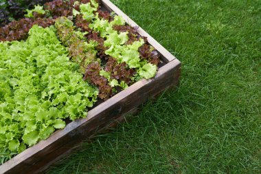 Üst görüntü. Boşluğu kopyala. Bahçenin yan tarafında bir yer. Bahçe yatağında yeşillik ve kırmızı marul yetiştiriyor. Bahçe işleri için arka planda yeşil ve kırmızı salata bitkileri açık zeminde.