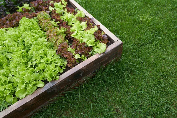 Üst görüntü. Boşluğu kopyala. Bahçenin yan tarafında bir yer. Bahçe yatağında yeşillik ve kırmızı marul yetiştiriyor. Bahçe işleri için arka planda yeşil ve kırmızı salata bitkileri açık zeminde.