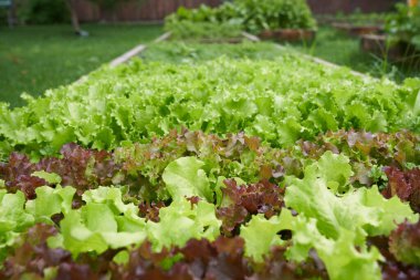 Yan görüş. Bahçe yatağında yeşillik yetiştiren marul. Bahçe yataklarında yeşil marul yaprakları. Bahçe işleri için arka plan açık alanda yeşil salata bitkileri ile.