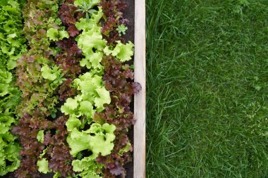 Üst görüntü. Boşluğu kopyala. Bahçenin yan tarafında bir yer. Bahçe yatağında yeşillik ve kırmızı marul yetiştiriyor. Bahçe işleri için arka planda yeşil ve kırmızı salata bitkileri açık zeminde.