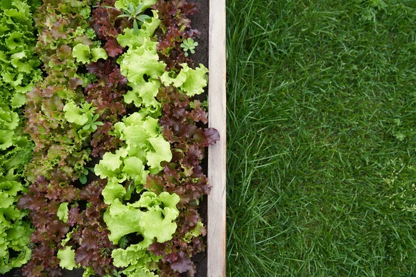 Üst görüntü. Boşluğu kopyala. Bahçenin yan tarafında bir yer. Bahçe yatağında yeşillik ve kırmızı marul yetiştiriyor. Bahçe işleri için arka planda yeşil ve kırmızı salata bitkileri açık zeminde.
