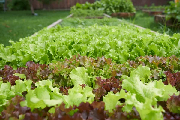 Vista lateral. Creciendo lechuga de hoja verde en una cama de jardín. Hojas de lechuga verde en las camas del jardín. Fondo para la jardinería con ensaladas verdes en campo abierto. Imágenes de stock libres de derechos