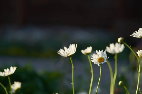 Close-up of meadow chamomile flowers, against the background of a dark brown wooden house. An airy artistic image.Space for copying. — Stock Photo, Image