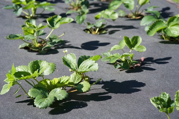 Le lit avec des fraises est recouvert d'un chiffon noir. Photos De Stock Libres De Droits